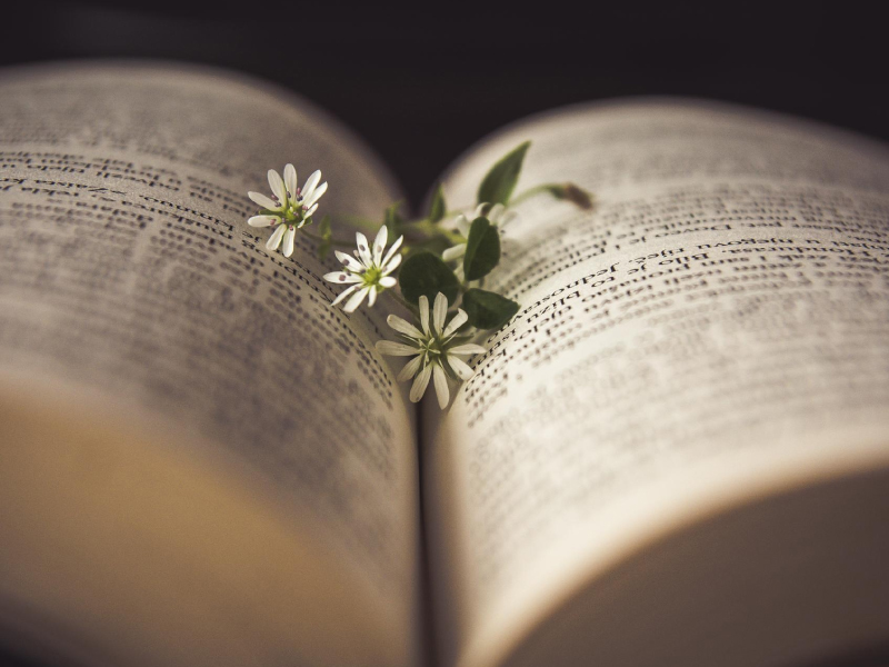 Primeros Pasos en la Poesía: Tu Viaje hacia la Expresión Creativa